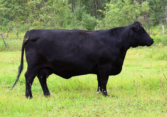 solid cow