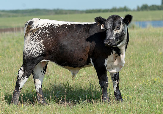 speckle calf