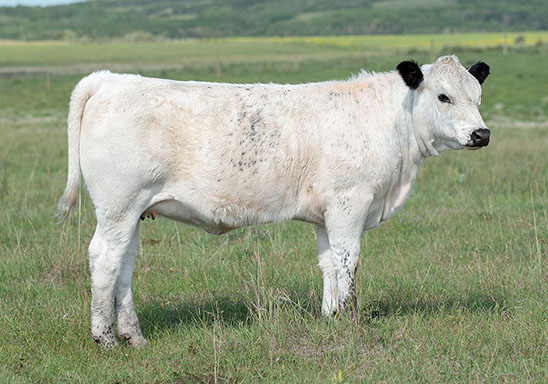white pointed calf