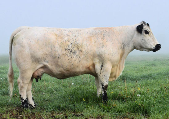 white pointed cow